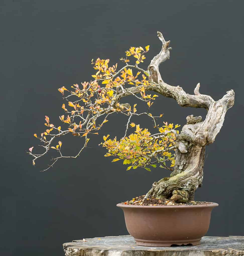 Hawthorn Bonsai Tree