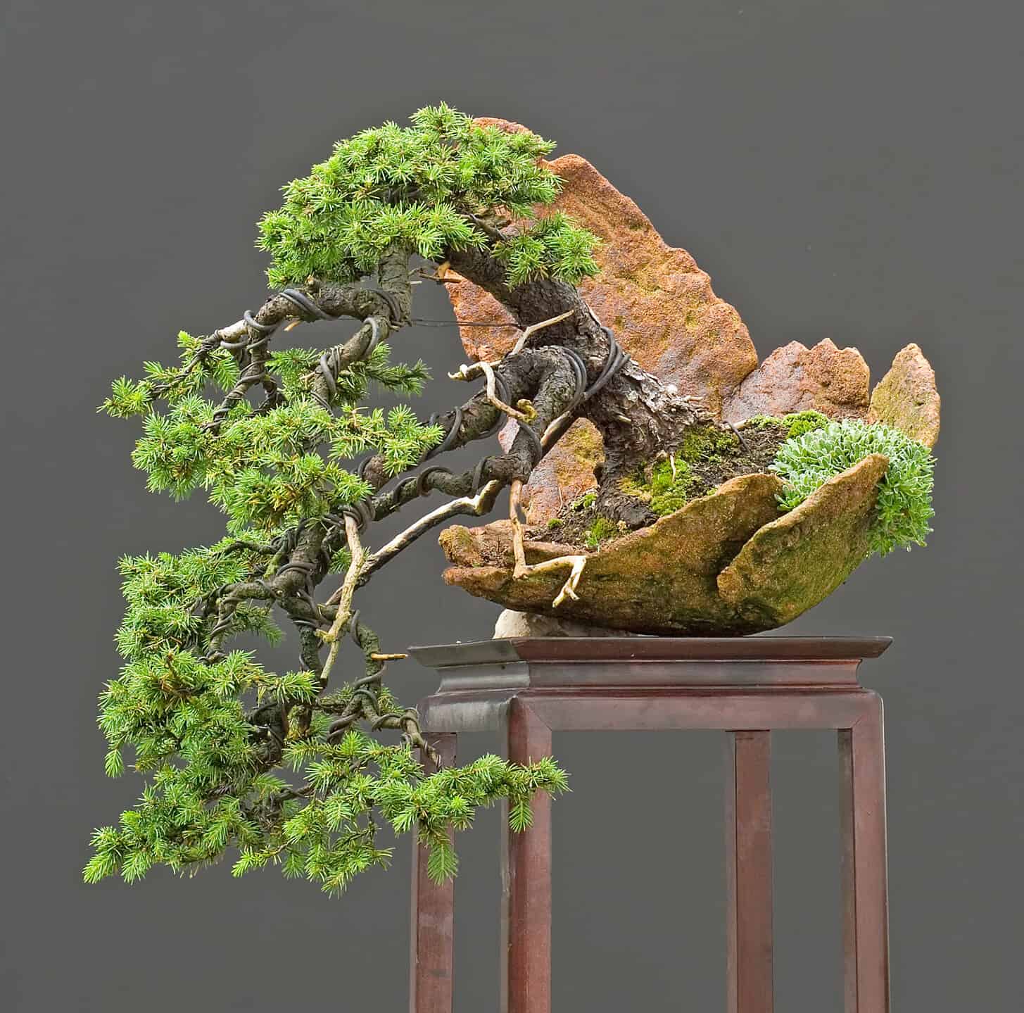 Spruce Bonsai Tree - A-Z Animals