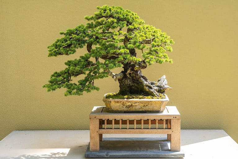 colorado blue spruce bonsai tree