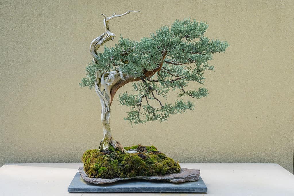 Juniper Bonsai Tree