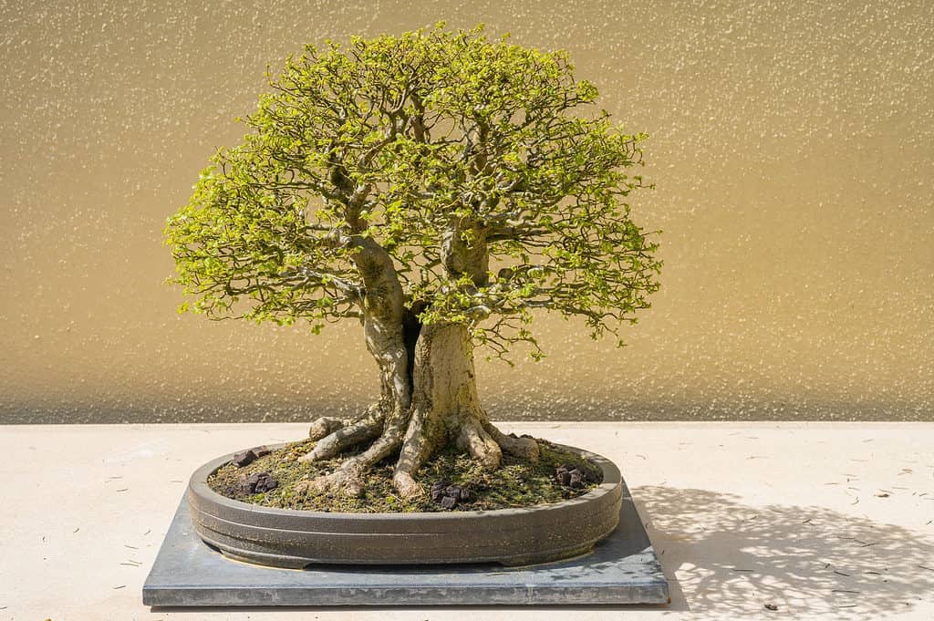 best outdoor bonsai trees