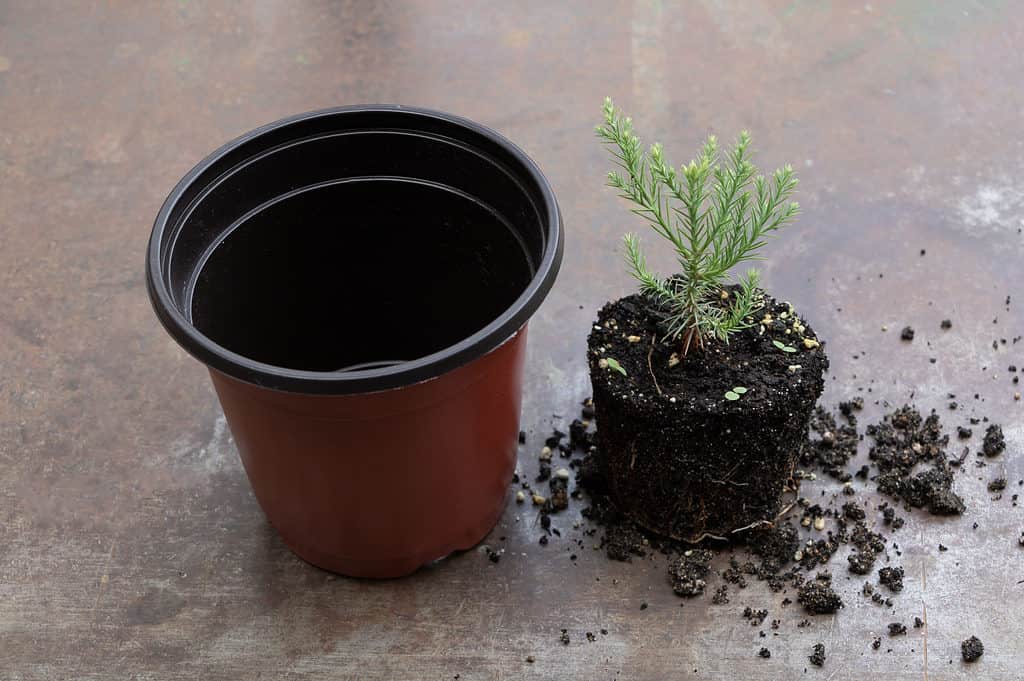 Repot a Bonsai Tree