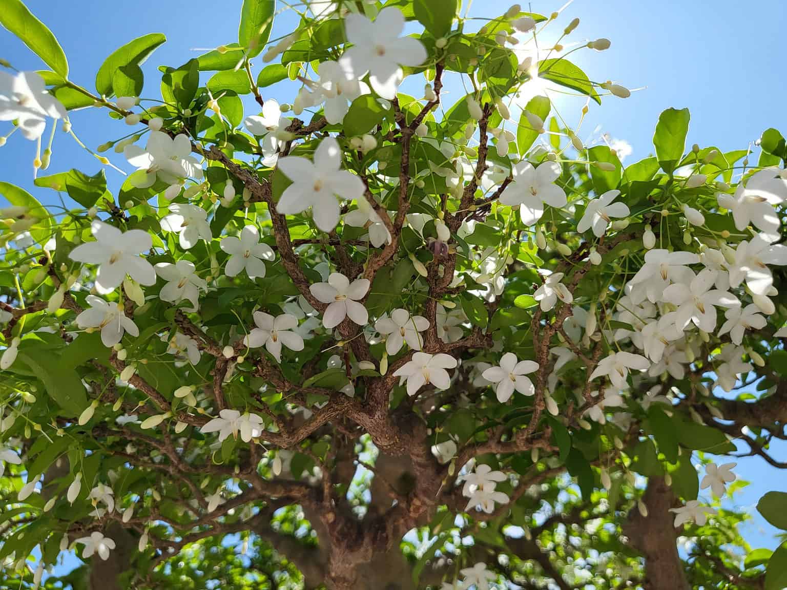 Jasmine Bonsai Tree - A-Z Animals