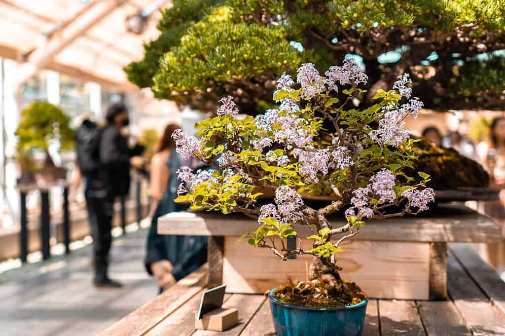 lilac bonsai tree