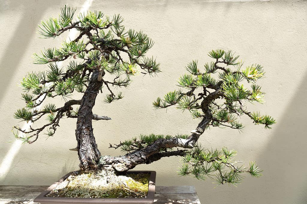 pitch pine bonsai trees on white background