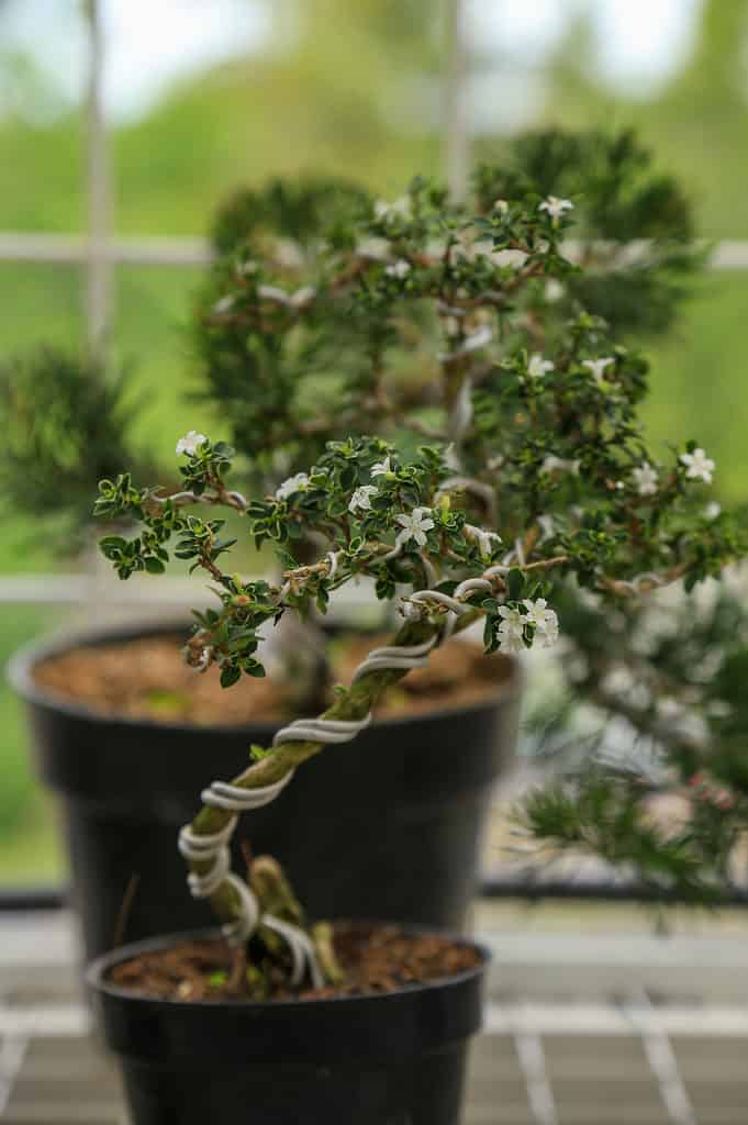 Wiring a Bonsai Tree