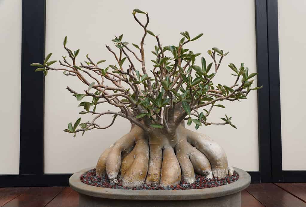 defoliate a bonsai tree