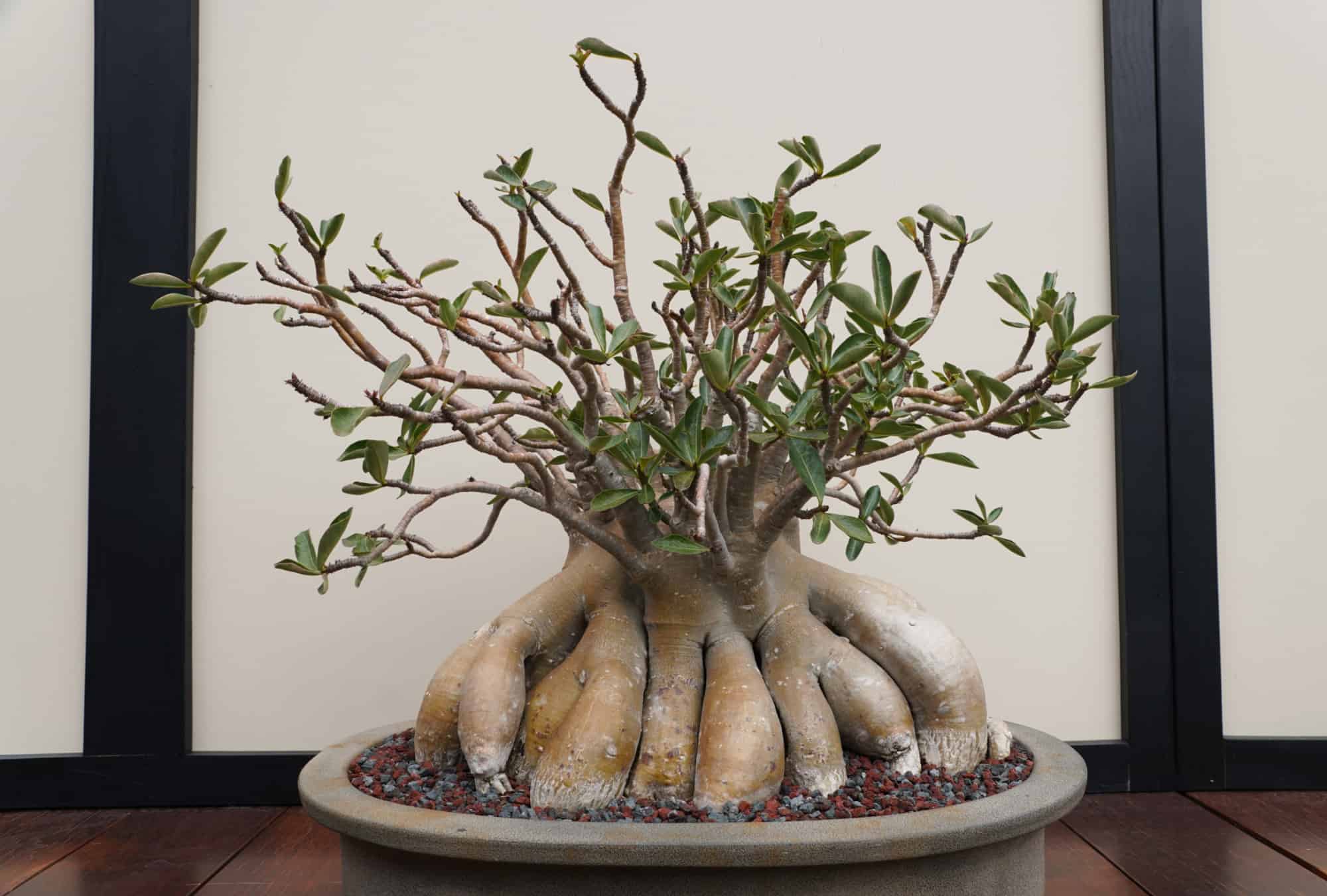 Bonsai Nebari What is It and How to Create It AZ Animals