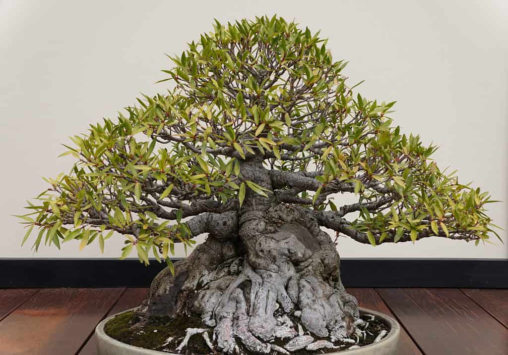 Ficus Bonsai Tree