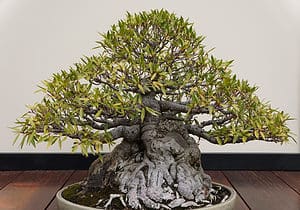 Discover the Most Expensive Bonsai Trees in the World!