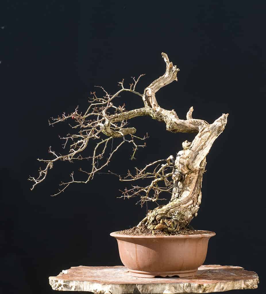 bare hawthorn bonsai tree