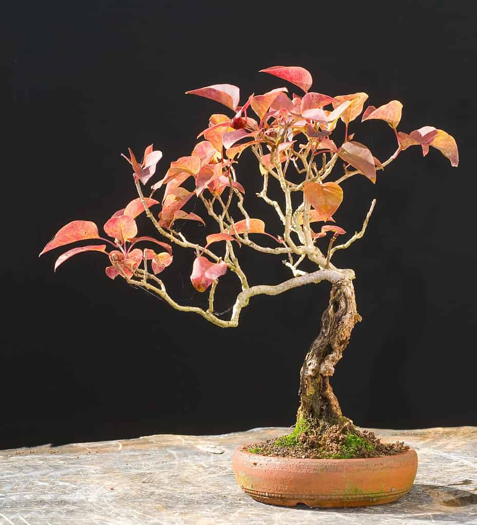 Lilac Bonsai Tree