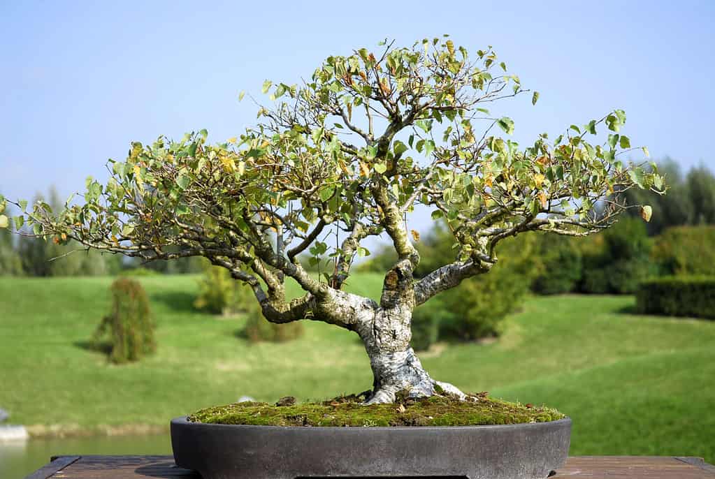 best outdoor bonsai trees