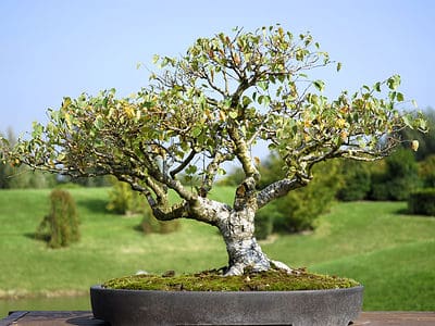 A The 12 Best Outdoor Bonsai Trees To Cultivate Now