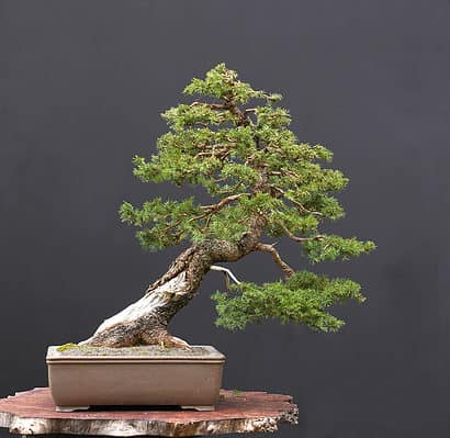 Spruce Bonsai Tree - A-Z Animals