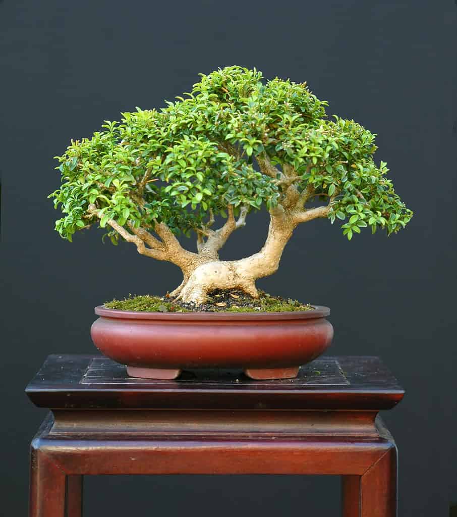 Boxwood Bonsai Tree