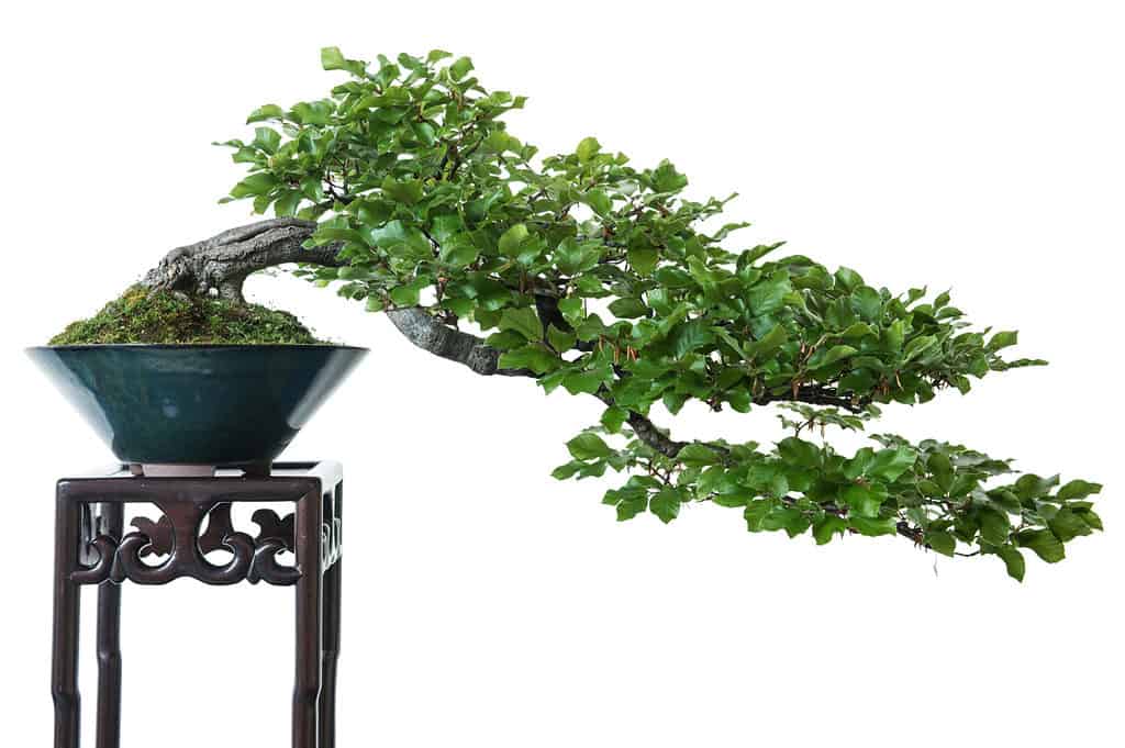 History and Origin of Bonsai Trees