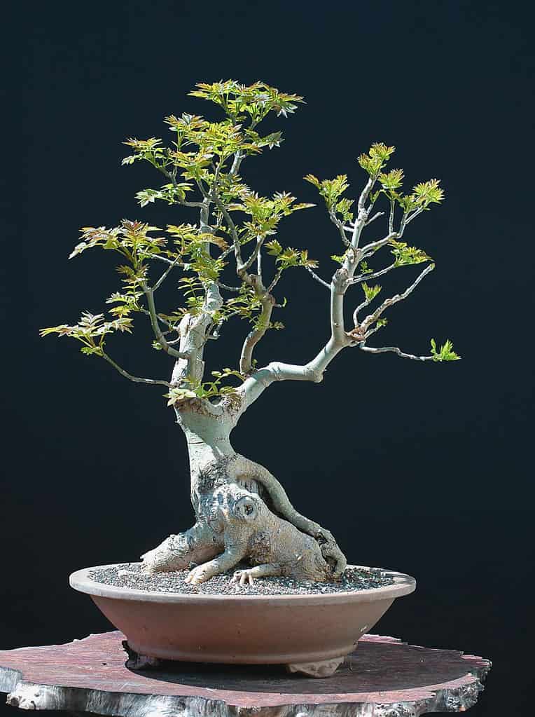 Ash Bonsai Tree