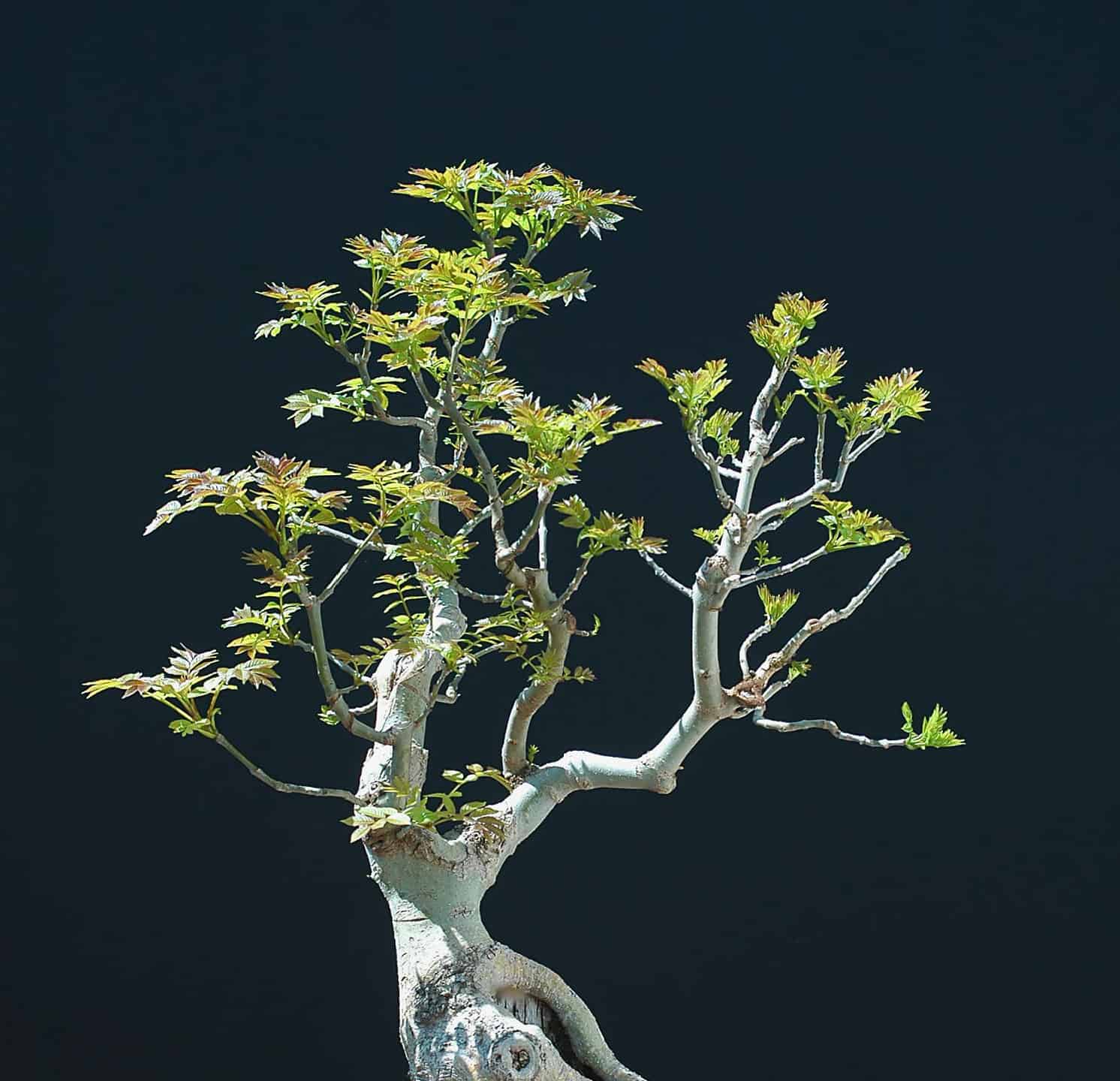 ash bonsai tree on black background