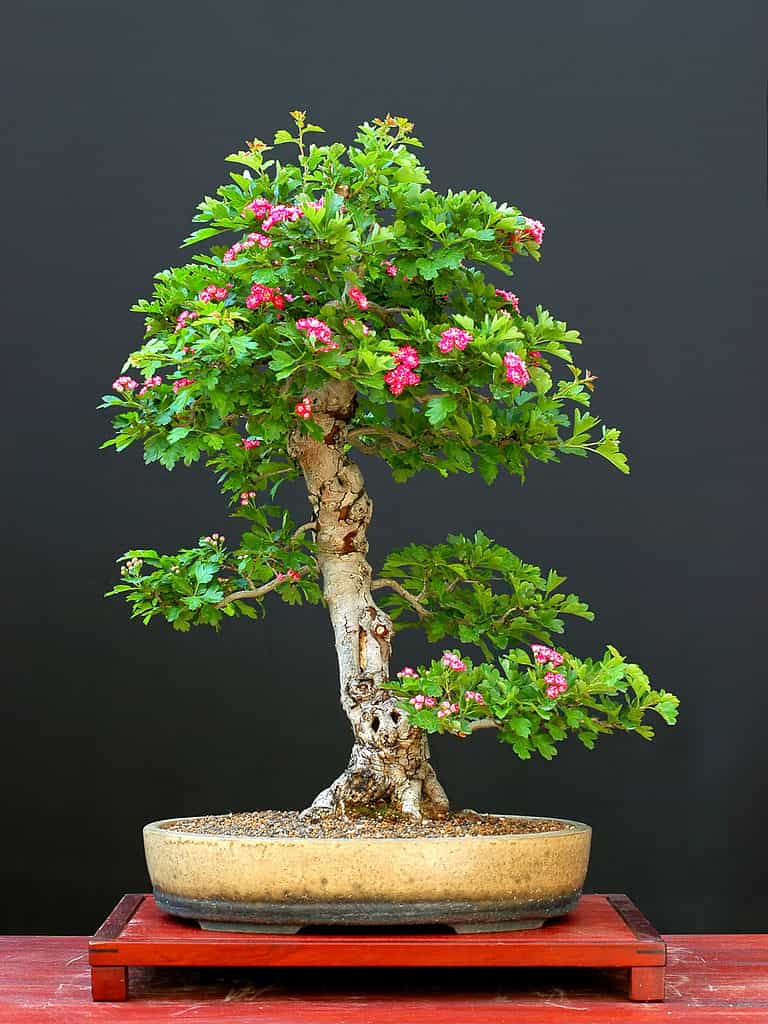 Hawthorn Bonsai Tree