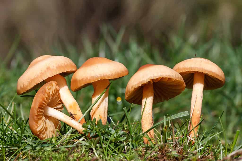 fairy ring mushrooms