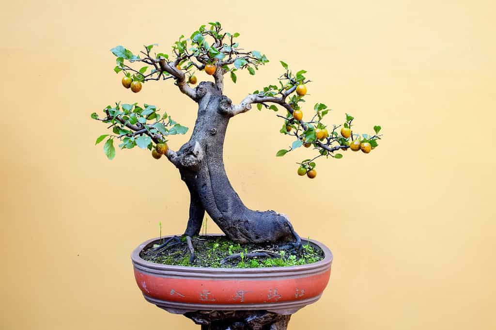 Fruit Bonsai Trees