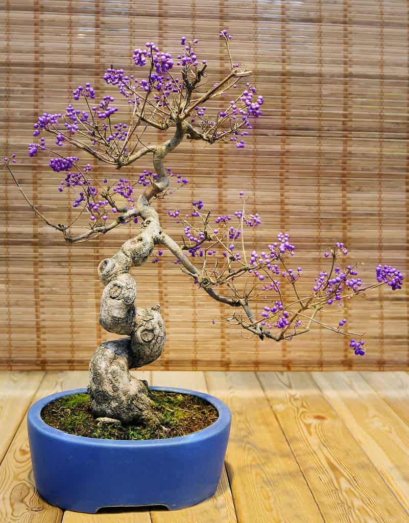 apple bonsai tree