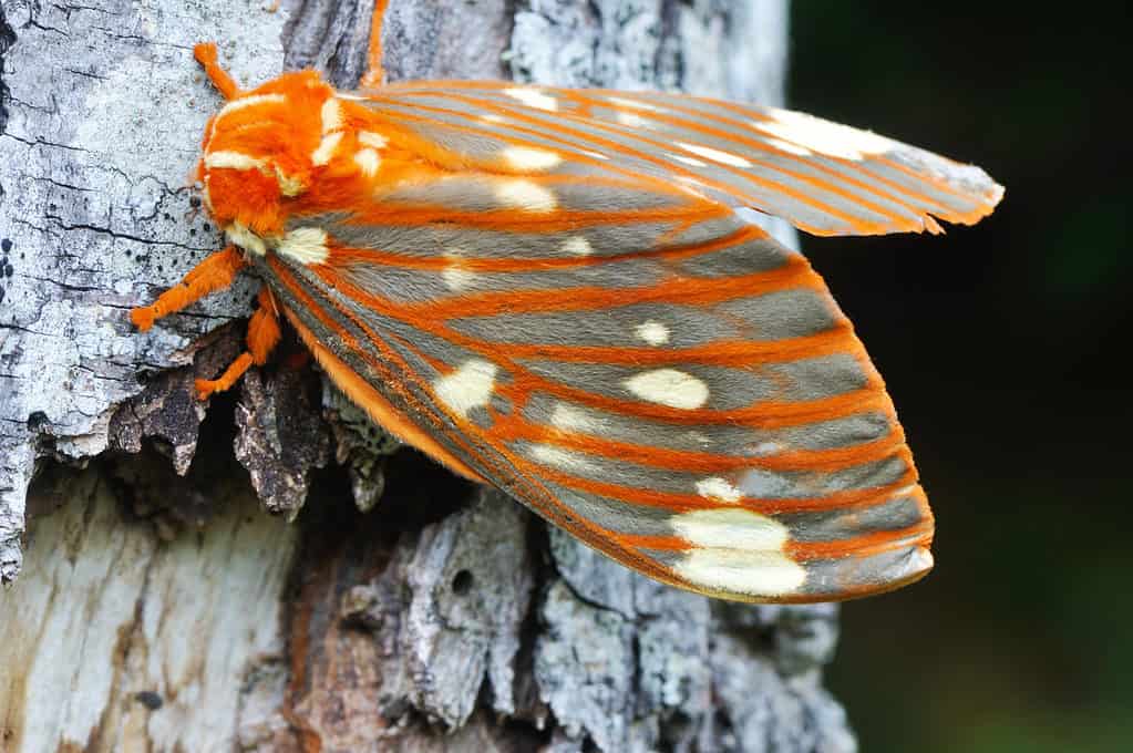Monarch moth on tree bark