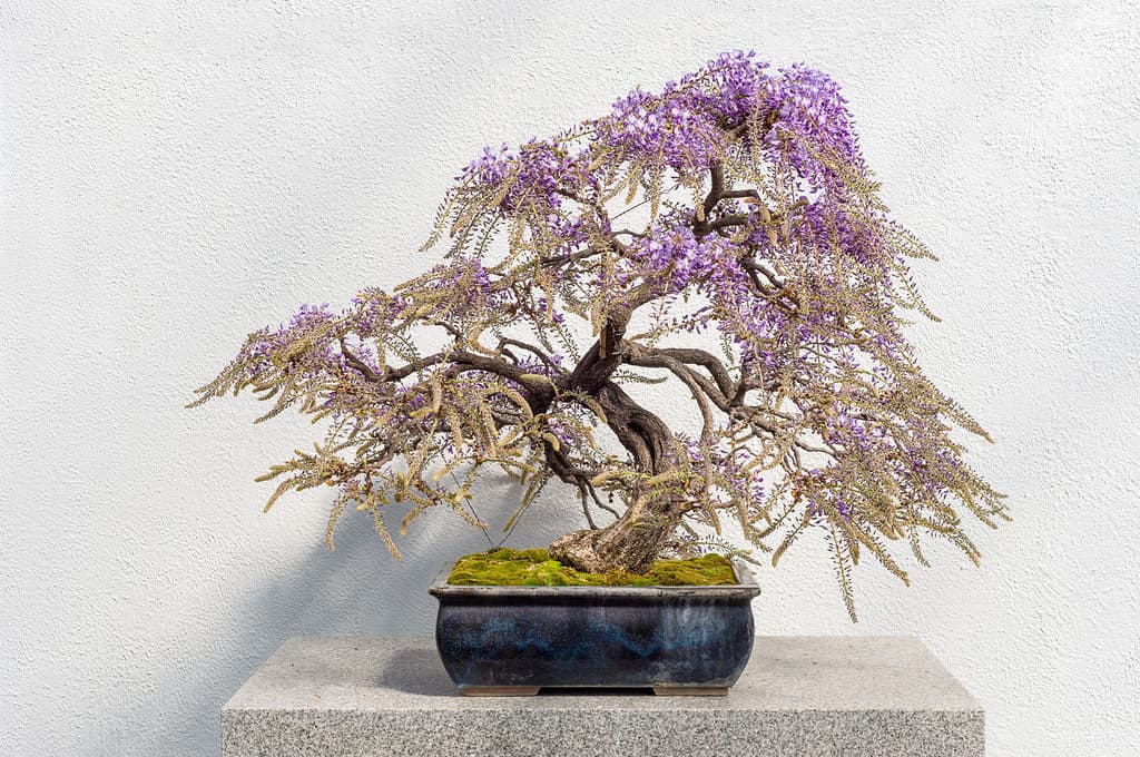 wisteria bonsai tree in bloom