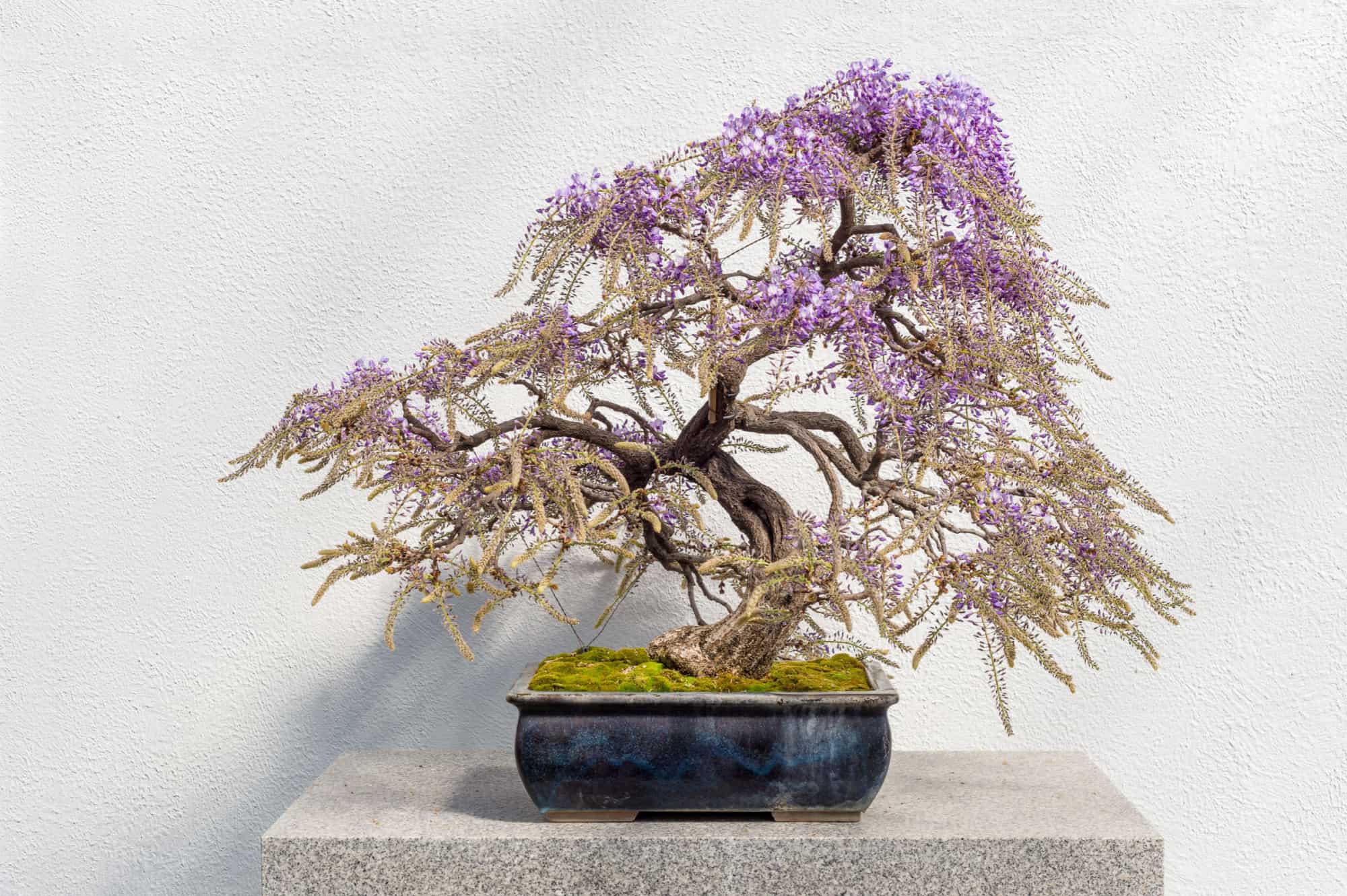 wisteria bonsai tree in bloom