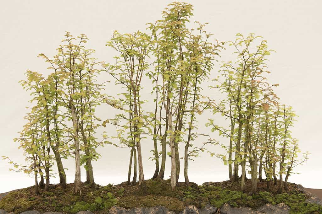 forest of dawn redwood bonsai trees