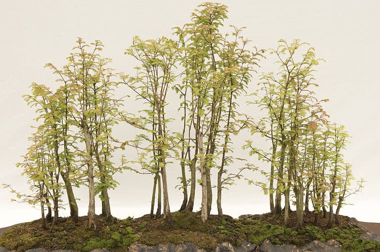 forest of dawn redwood bonsai trees