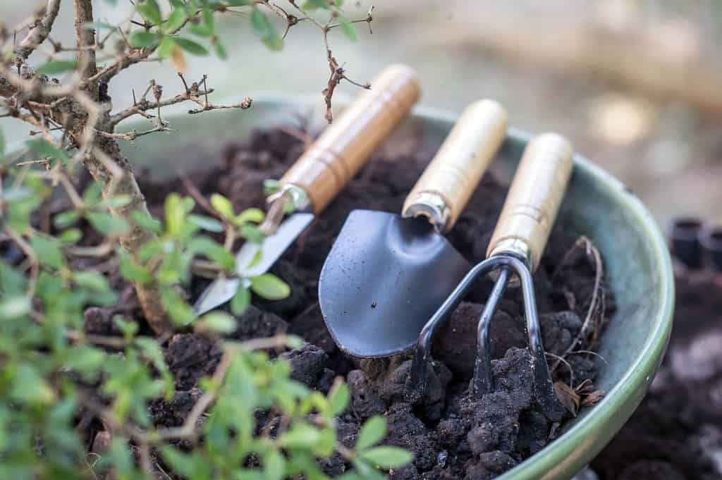 bonsai tree tools in focus