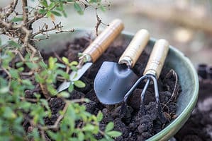 The Best Soil for Bonsai Trees Picture