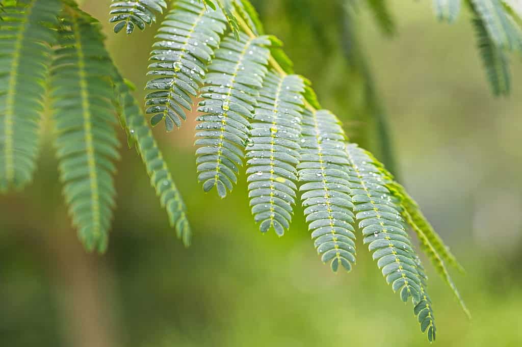 closeup of acacia leaves