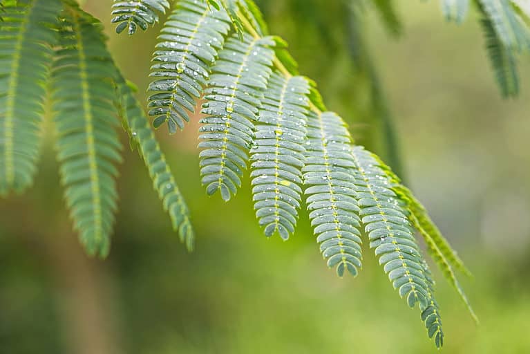 closeup of acacia leaves