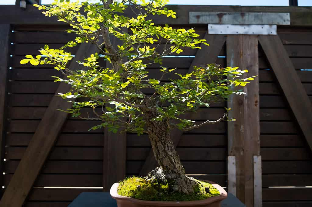 ash bonsai tree