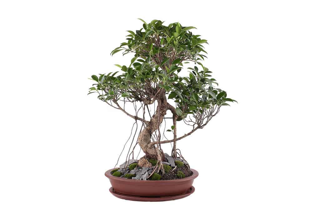 tiger bark ficus bonsai tree isolated on white background