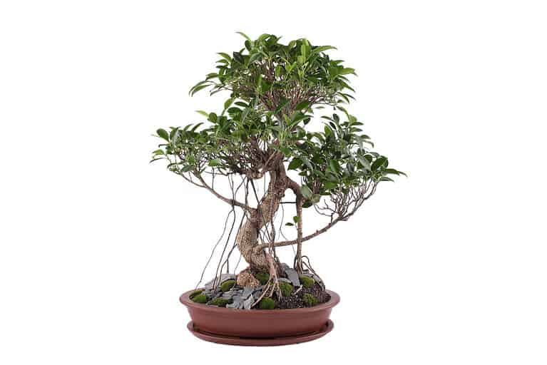 tiger bark ficus bonsai tree isolated on white background