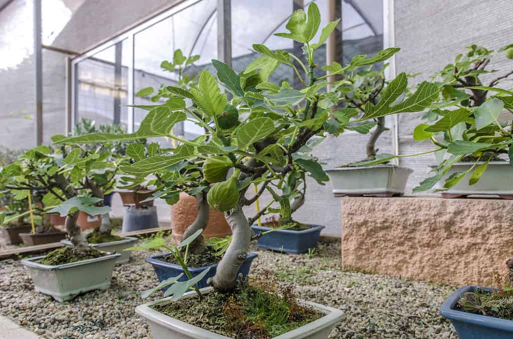 fig bonsai tree with fruit