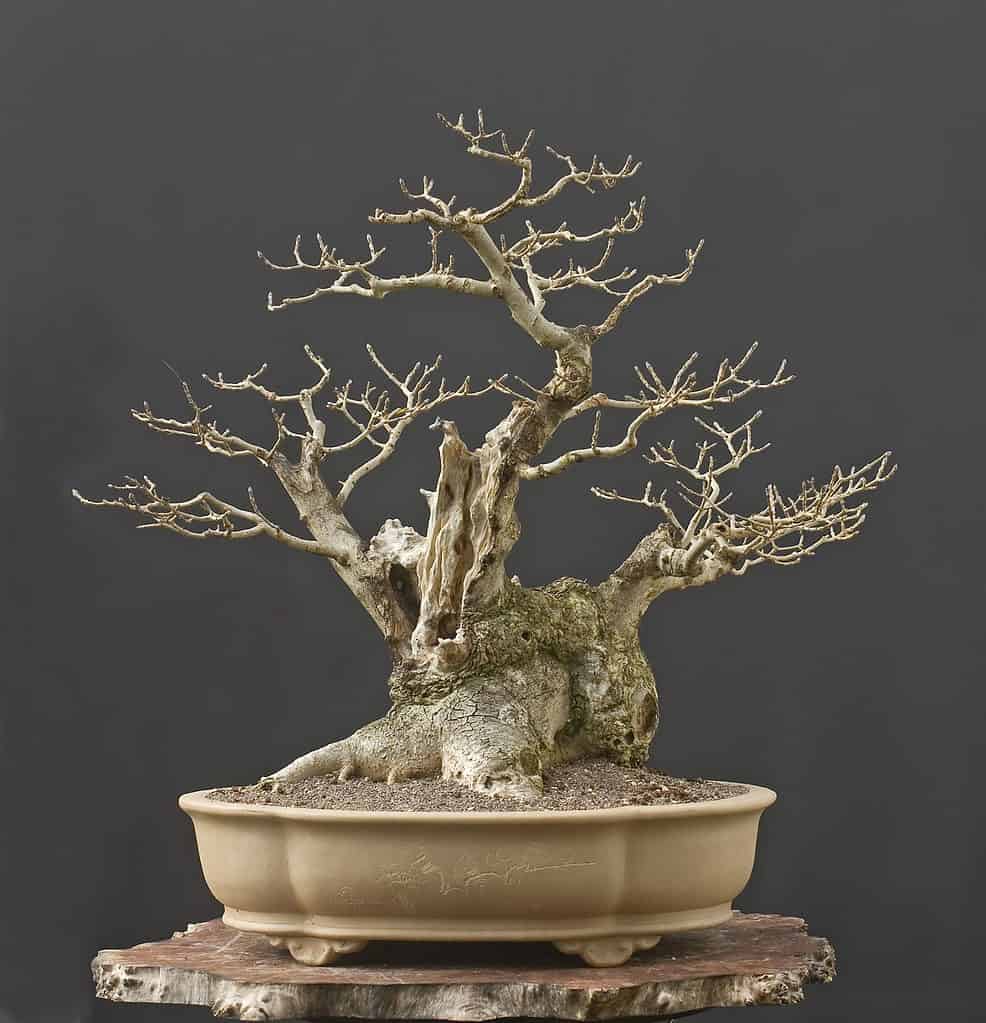 winter ash bonsai tree