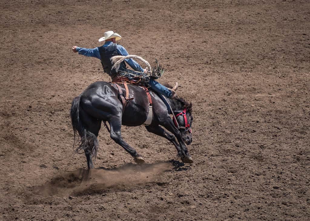 bucking bronco at rodeo
