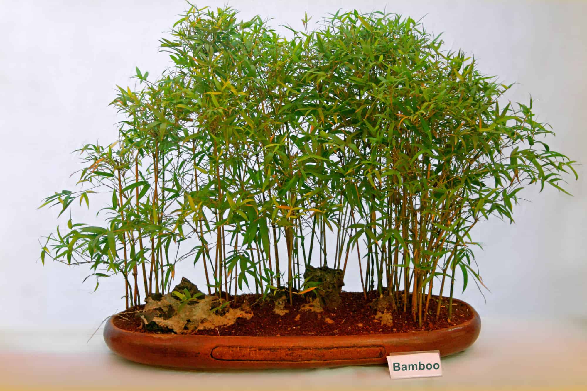 bamboo bonsai tree forest