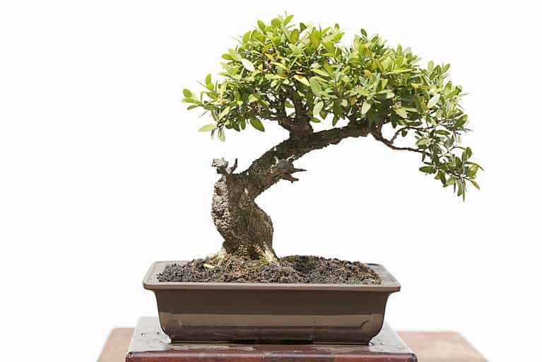 Boxwood Bonsai Tree - A-Z Animals