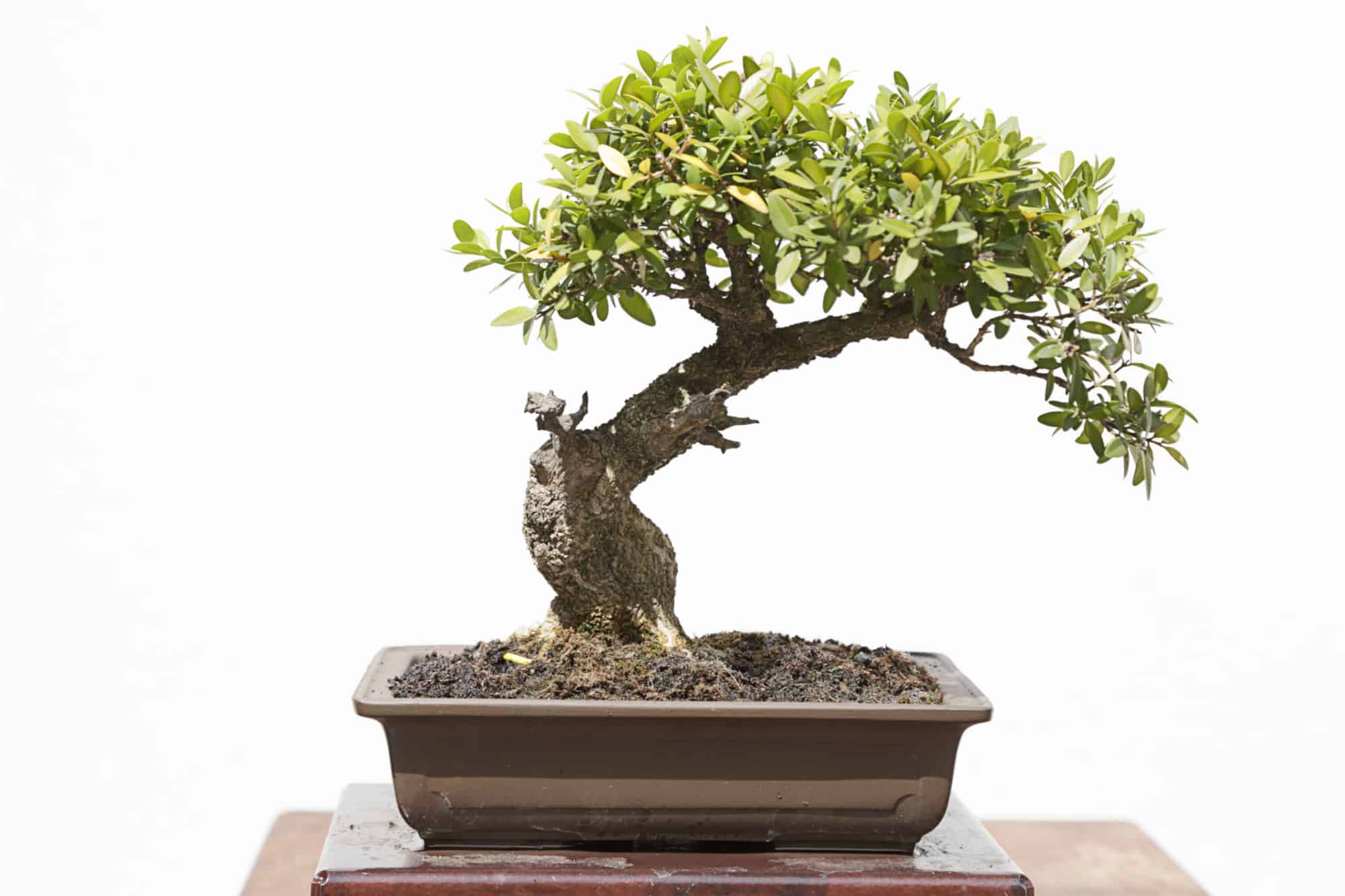 boxwood bonsai tree on white background