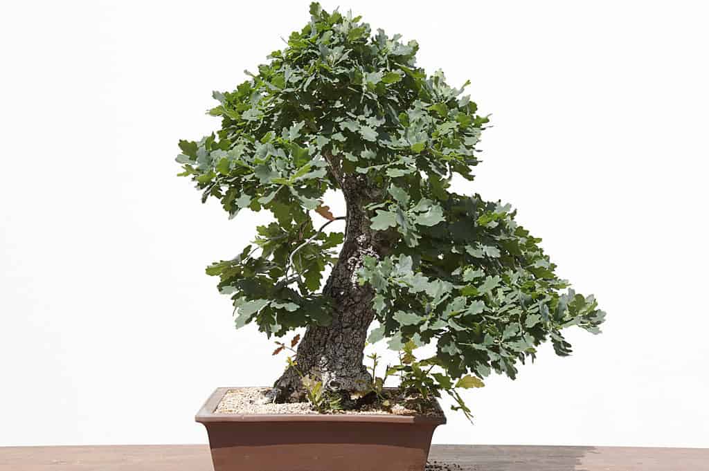 Oak Bonsai Tree