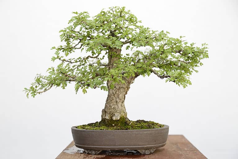 common hawthorn bonsai tree on white background