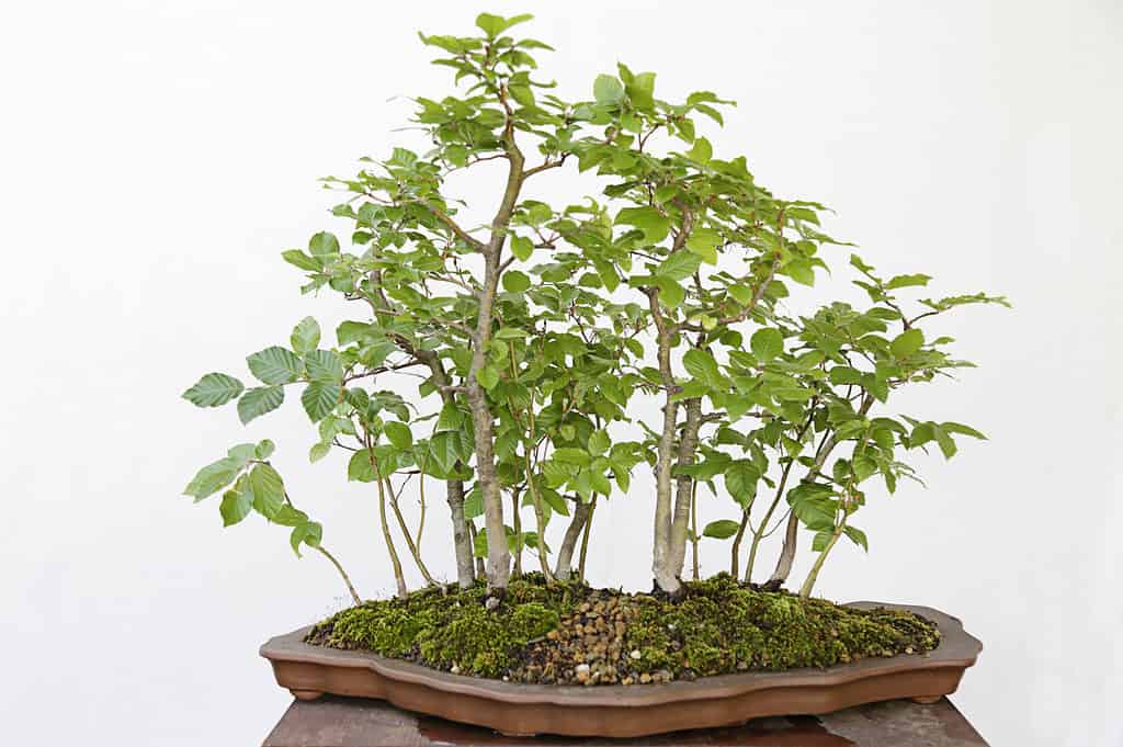 Beech Bonsai Tree