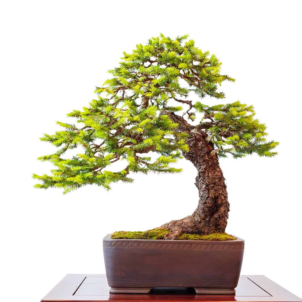 Spruce Bonsai Tree