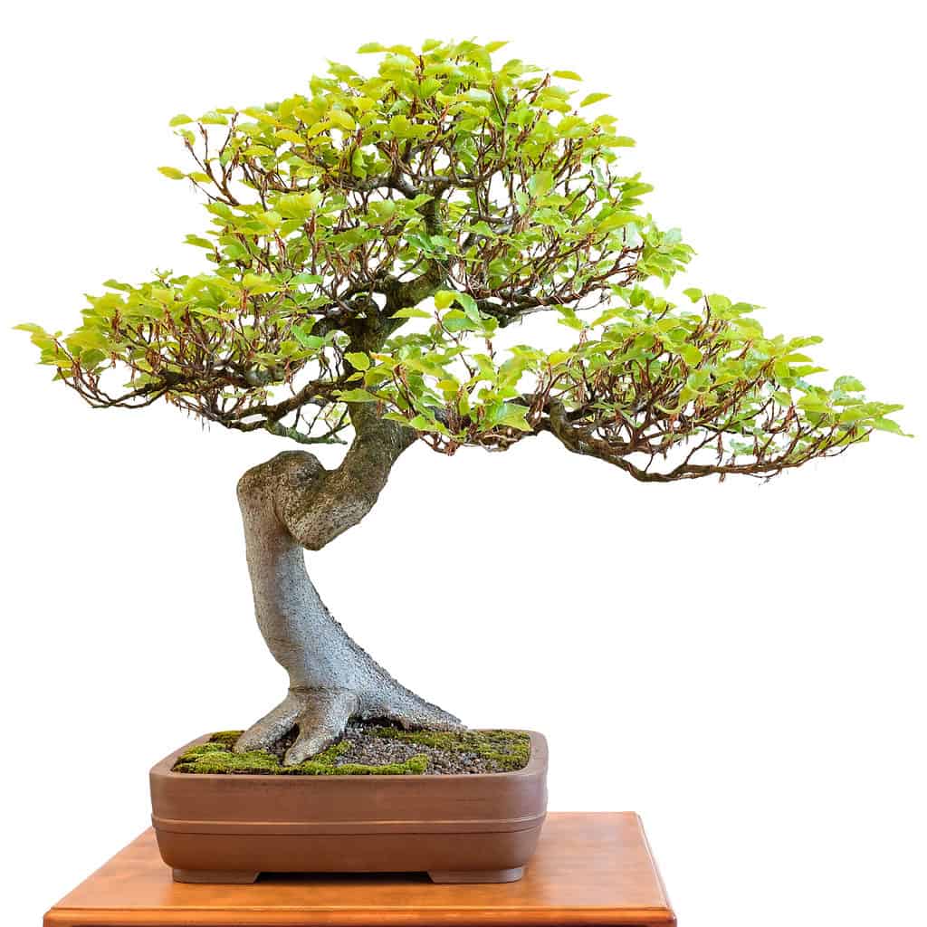 Beech Bonsai Tree